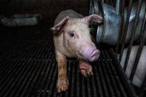 Weaner pig with infected foot - Captured at Van der Drift & Sons Piggery, Macorna VIC Australia.