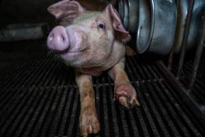 Weaner pig with infected foot - Captured at Van der Drift & Sons Piggery, Macorna VIC Australia.