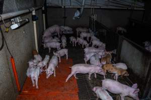 Weaner piglets - Captured at Van der Drift & Sons Piggery, Macorna VIC Australia.