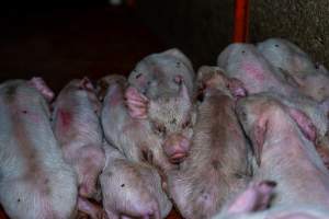 Weaner piglets - some with mange - Mange is a contagious skin disease, characterised by crusty, pruritic dermatitis and hair loss and caused by a variety of parasitic mites burrowing in or living on the skin. It is painful, uncomfortable and can spread to domestic animals and native wildlife. - Captured at Van der Drift & Sons Piggery, Macorna VIC Australia.