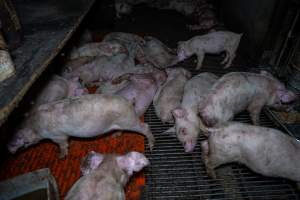 Weaner piglets - Captured at Van der Drift & Sons Piggery, Macorna VIC Australia.