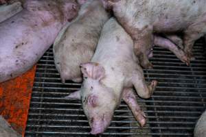 Weaner piglets - Captured at Van der Drift & Sons Piggery, Macorna VIC Australia.
