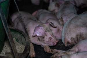 Weaner piglets - Captured at Van der Drift & Sons Piggery, Macorna VIC Australia.
