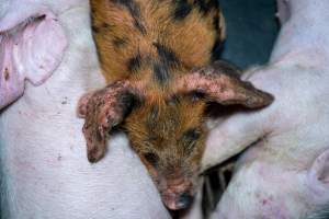 Weaner piglet with mange - Mange is a contagious skin disease, characterised by crusty, pruritic dermatitis and hair loss and caused by a variety of parasitic mites burrowing in or living on the skin. It is painful, uncomfortable and can spread to domestic animals and native wildlife. - Captured at Van der Drift & Sons Piggery, Macorna VIC Australia.
