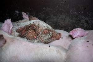 Weaner piglet with severe mange - Mange is a contagious skin disease, characterised by crusty, pruritic dermatitis and hair loss and caused by a variety of parasitic mites burrowing in or living on the skin. It is painful, uncomfortable and can spread to domestic animals and native wildlife. - Captured at Van der Drift & Sons Piggery, Macorna VIC Australia.