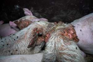 Weaner piglets with severe mange - Mange is a contagious skin disease, characterised by crusty, pruritic dermatitis and hair loss and caused by a variety of parasitic mites burrowing in or living on the skin. It is painful, uncomfortable and can spread to domestic animals and native wildlife. - Captured at Van der Drift & Sons Piggery, Macorna VIC Australia.