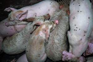 Weaner piglets with severe mange - Mange is a contagious skin disease, characterised by crusty, pruritic dermatitis and hair loss and caused by a variety of parasitic mites burrowing in or living on the skin. It is painful, uncomfortable and can spread to domestic animals and native wildlife. - Captured at Van der Drift & Sons Piggery, Macorna VIC Australia.