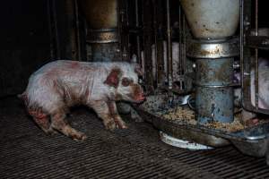 Weaner piglet with severe mange - Mange is a contagious skin disease, characterised by crusty, pruritic dermatitis and hair loss and caused by a variety of parasitic mites burrowing in or living on the skin. It is painful, uncomfortable and can spread to domestic animals and native wildlife. - Captured at Van der Drift & Sons Piggery, Macorna VIC Australia.