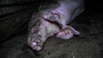 Sow with rat bites on ear - Captured at Maysleith Piggery - Farm 1, Rushworth VIC Australia.