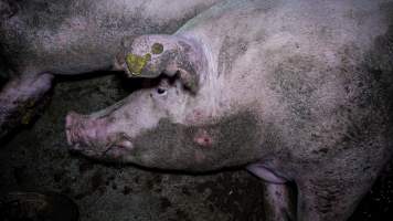 Sow with pressure sore - Captured at Maysleith Piggery - Farm 1, Rushworth VIC Australia.