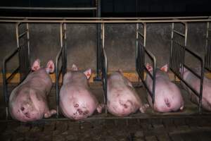 Sows in freedom stalls - Captured at Walla Farms Piggery, Yarrawalla VIC Australia.