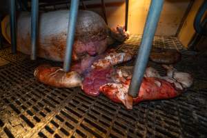Dead piglets behind sow in farrowing crate - Captured at Walla Farms Piggery, Yarrawalla VIC Australia.