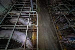 Sows in sow stalls - Captured at Walla Farms Piggery, Yarrawalla VIC Australia.