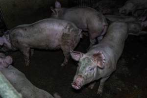Grower pigs - Captured at Van der Drift & Sons Piggery, Macorna VIC Australia.