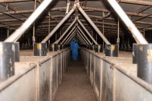 Activists walk down aisle of grower pig shed - Captured at Van der Drift & Sons Piggery, Macorna VIC Australia.