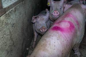 Sows in group housing - Captured at Van der Drift & Sons Piggery, Macorna VIC Australia.