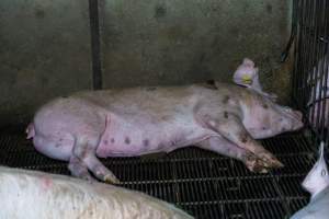 Sow with pressure sore lying on metal grate of group housing pen - Captured at Van der Drift & Sons Piggery, Macorna VIC Australia.