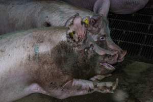 Sows with dirty faces in group housing pen - Captured at Van der Drift & Sons Piggery, Macorna VIC Australia.