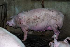 Sow with scratches and wounds from fighting - Captured at Van der Drift & Sons Piggery, Macorna VIC Australia.