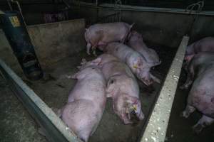 Sows in group housing - Two with pressure sores - Captured at Van der Drift & Sons Piggery, Macorna VIC Australia.