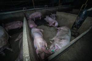 Sow in group housing with large bloody gash on her backside - Captured at Van der Drift & Sons Piggery, Macorna VIC Australia.
