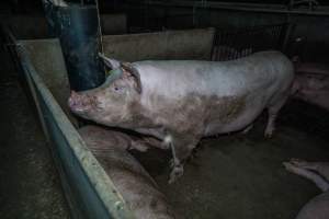 Sows in group housing - Captured at Van der Drift & Sons Piggery, Macorna VIC Australia.
