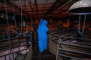 Activists walk down aisle of farrowing shed - Captured at Van der Drift & Sons Piggery, Macorna VIC Australia.