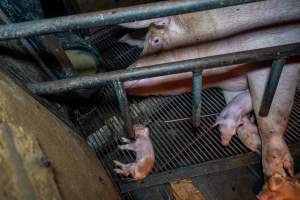 Sow lying next to dead piglet in farrowing crate - Captured at Van der Drift & Sons Piggery, Macorna VIC Australia.