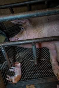 Sow lying next to dead piglet in farrowing crate - Captured at Van der Drift & Sons Piggery, Macorna VIC Australia.