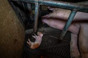 Sow lying next to dead piglet in farrowing crate - Captured at Van der Drift & Sons Piggery, Macorna VIC Australia.