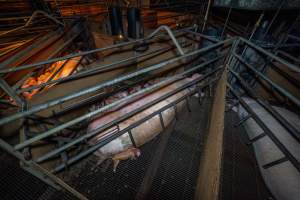 Sow and piglets in farrowing crates - Captured at Van der Drift & Sons Piggery, Macorna VIC Australia.