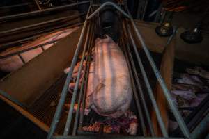 Sow and piglets in farrowing crate - Captured at Van der Drift & Sons Piggery, Macorna VIC Australia.