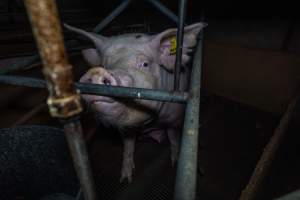 Sow looking over bar at front of farrowing crate - Captured at Van der Drift & Sons Piggery, Macorna VIC Australia.