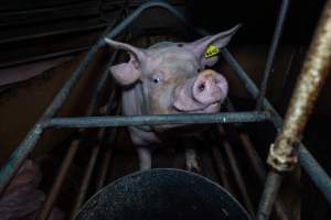 Sow looking over bar at front of farrowing crate - Captured at Van der Drift & Sons Piggery, Macorna VIC Australia.