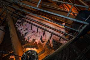 Sow and piglets in farrowing crate - Captured at Van der Drift & Sons Piggery, Macorna VIC Australia.