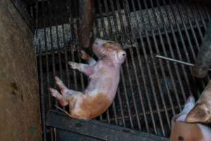Dead piglet in farrowing crate - Captured at Van der Drift & Sons Piggery, Macorna VIC Australia.