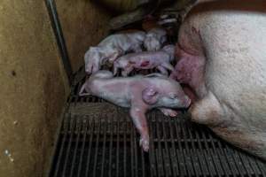 Struggling piglet next to three dead siblings - Captured at Van der Drift & Sons Piggery, Macorna VIC Australia.
