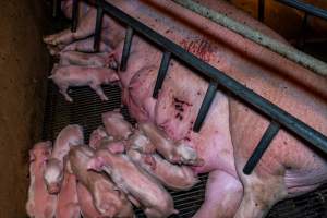 Sow in farrowing crate with painful scratches and skin condition - Captured at Van der Drift & Sons Piggery, Macorna VIC Australia.