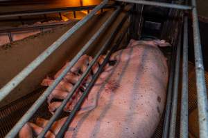 Sow in farrowing crate with scratches, covered in flies - Captured at Van der Drift & Sons Piggery, Macorna VIC Australia.