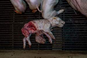 Dead partly-eaten piglet on top of smaller dead sibling - Captured at Van der Drift & Sons Piggery, Macorna VIC Australia.