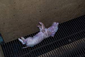 Dead piglet in farrowing crate - Captured at Van der Drift & Sons Piggery, Macorna VIC Australia.