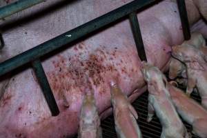 Sow in farrowing crate with painful skin condition - Captured at Van der Drift & Sons Piggery, Macorna VIC Australia.