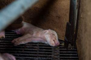 Dead piglet in farrowing crate - Captured at Van der Drift & Sons Piggery, Macorna VIC Australia.