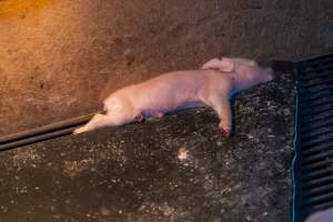 Dead piglet in farrowing crate - Captured at Van der Drift & Sons Piggery, Macorna VIC Australia.