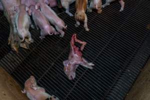 Dead partly-eaten piglet amongst siblings in farrowing crate - Captured at Van der Drift & Sons Piggery, Macorna VIC Australia.