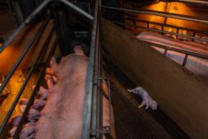 Dead piglet in farrowing crate - Captured at Van der Drift & Sons Piggery, Macorna VIC Australia.