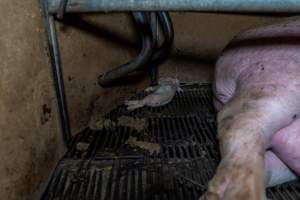 Dead piglet behind their mother in farrowing crate - Captured at Van der Drift & Sons Piggery, Macorna VIC Australia.