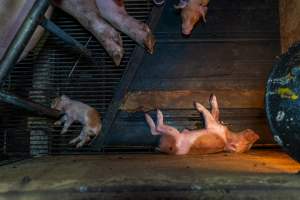 Dead piglets in farrowing crate - Captured at Van der Drift & Sons Piggery, Macorna VIC Australia.
