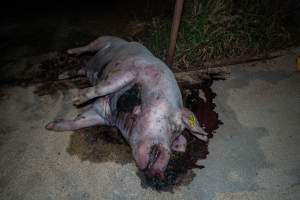 Dead sow with gashed neck outside shed - Captured at Van der Drift & Sons Piggery, Macorna VIC Australia.