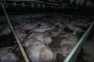 Sows in group housing pen - Captured at Van der Drift & Sons Piggery, Macorna VIC Australia.
